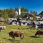 Un villaggio montano con mucche al pascolo e una chiesa.