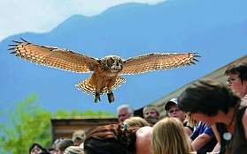 Falconeria Locarno