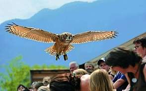 Falconeria Locarno